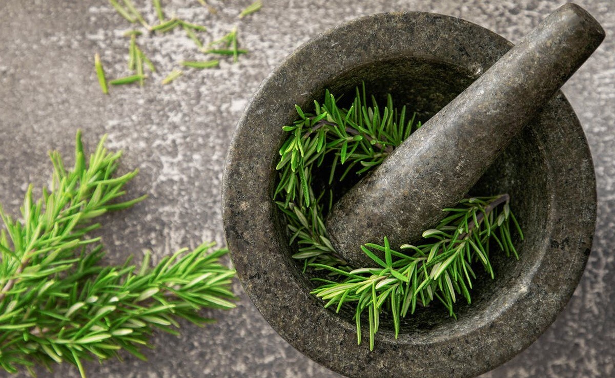 Unlocking the Health Benefits of Rosemary Leaves, A Culinary and Medicinal Gem Unlocking the Health Benefits of Rosemary Leaves, A Culinary and Medicinal Gem