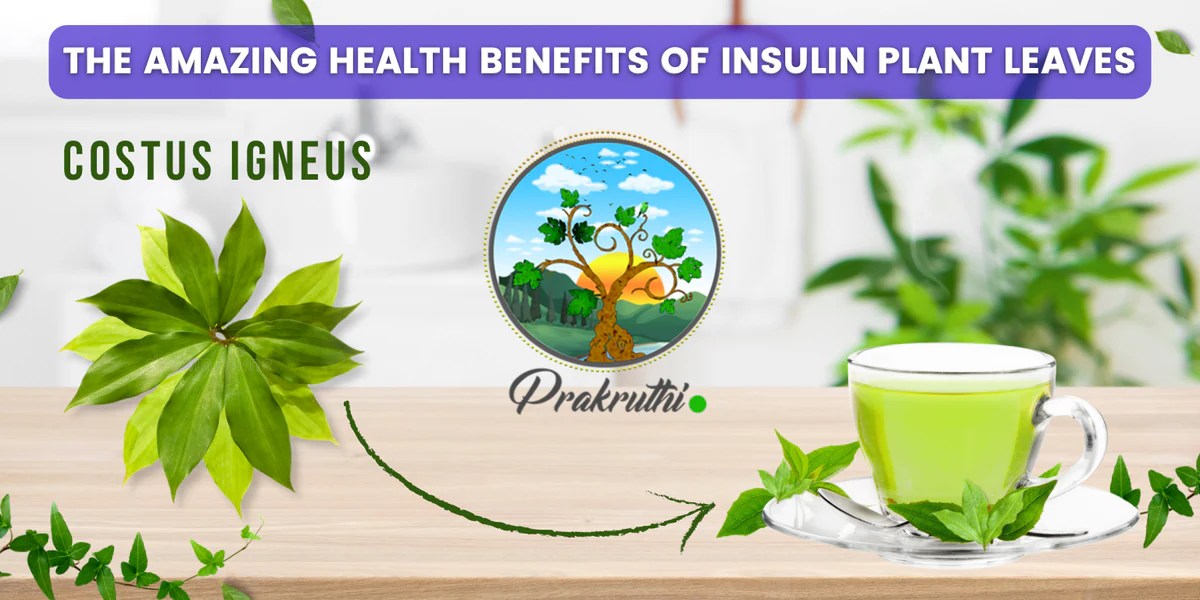 Discover the Health Benefits of Insulin Leaves, Natures Hidden Treasure Discover the Health Benefits of Insulin Leaves, Natures Hidden Treasure