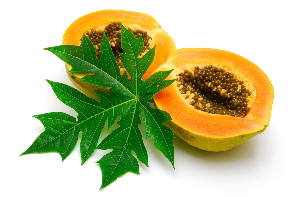 Discover the Health Benefits of Pawpaw Leaves Tea, A Nutritional Powerhouse Discover the Health Benefits of Pawpaw Leaves Tea, A Nutritional Powerhouse