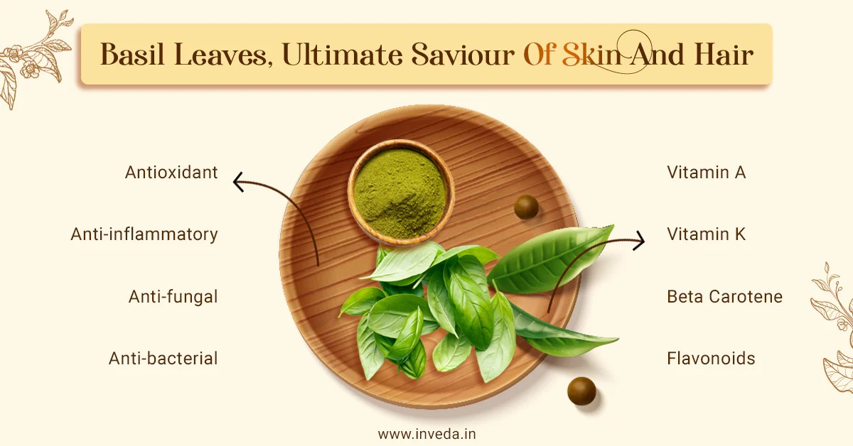 Health Benefits of Eating Basil Leaves, A Culinary Herb with Medicinal Properties Health Benefits of Eating Basil Leaves, A Culinary Herb with Medicinal Properties