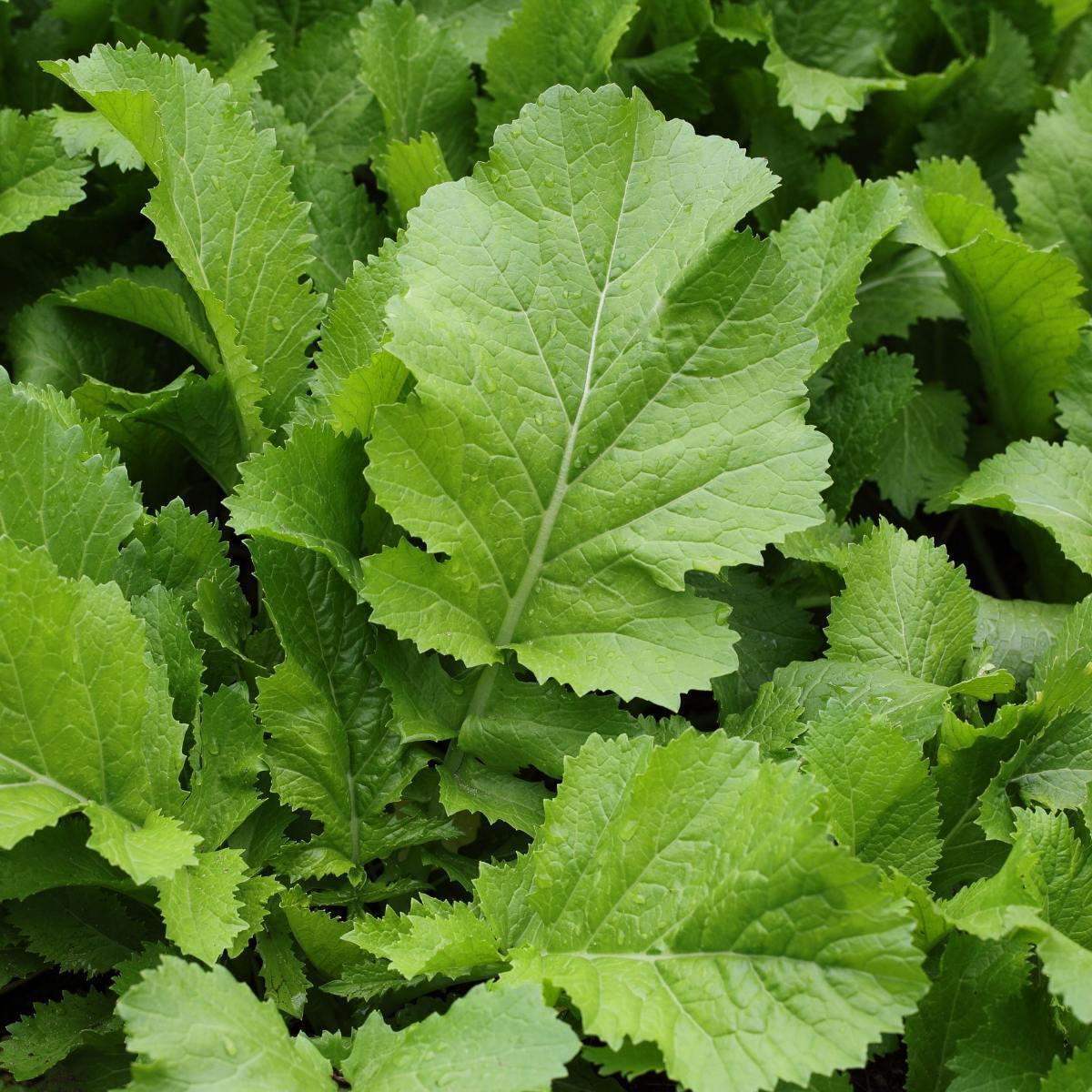 Discover the Nutritional and Culinary Wonders of Mustard Green Leaves Discover the Nutritional and Culinary Wonders of Mustard Green Leaves