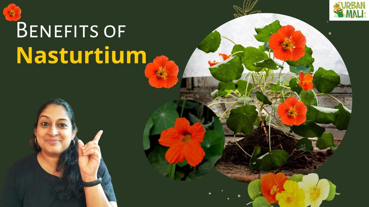 Health Benefits of Nasturtium Leaves, A Nutritional Powerhouse Health Benefits of Nasturtium Leaves, A Nutritional Powerhouse