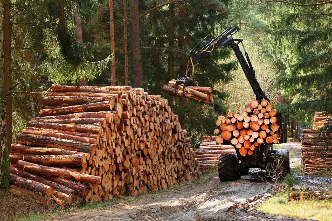 Benefits of Building with Torched Wood, Durability, Aesthetics, and Sustainability Benefits of Building with Torched Wood, Durability, Aesthetics, and Sustainability