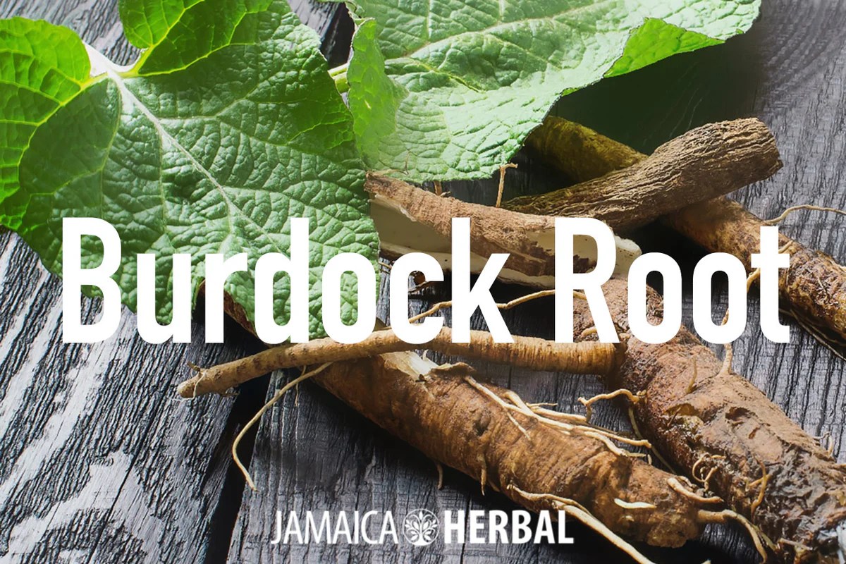The Incredible Health Benefits of Burdock Leaves, A Comprehensive Guide The Incredible Health Benefits of Burdock Leaves, A Comprehensive Guide