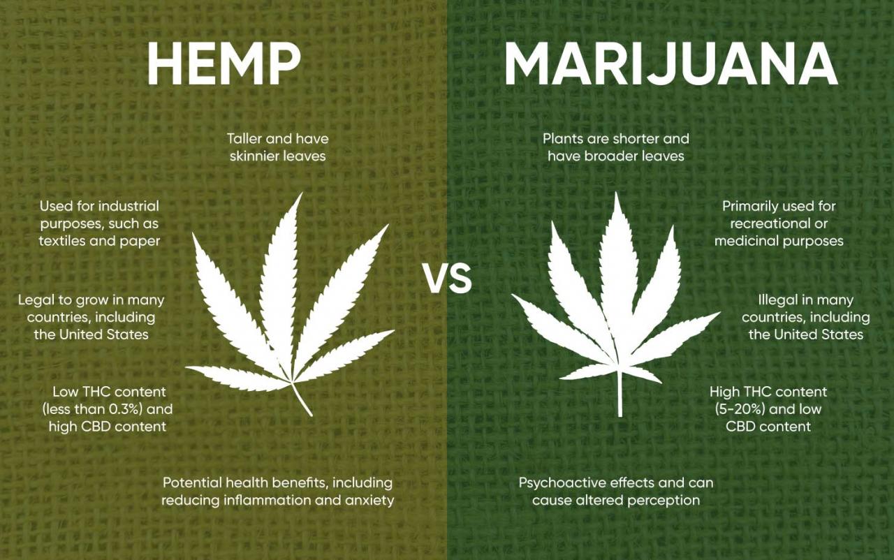 Health Benefits of Cannabis Leaves, A Comprehensive Guide Health Benefits of Cannabis Leaves, A Comprehensive Guide