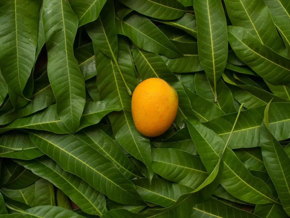 Benefits of Mango Leaves During Pregnancy, A Guide to Their Nutritional Value and Health Benefits Benefits of Mango Leaves During Pregnancy, A Guide to Their Nutritional Value and Health Benefits