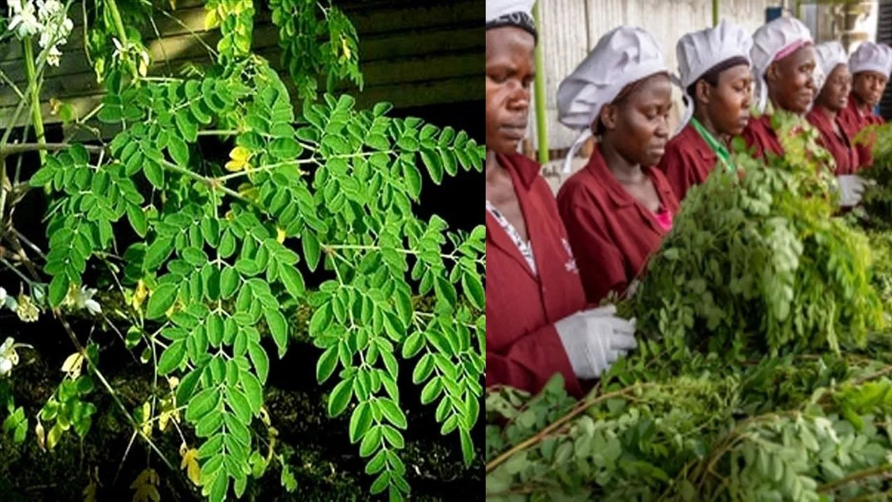Unveiling the Health Benefits of Drumstick Leaves, A Nutritional Powerhouse Unveiling the Health Benefits of Drumstick Leaves, A Nutritional Powerhouse