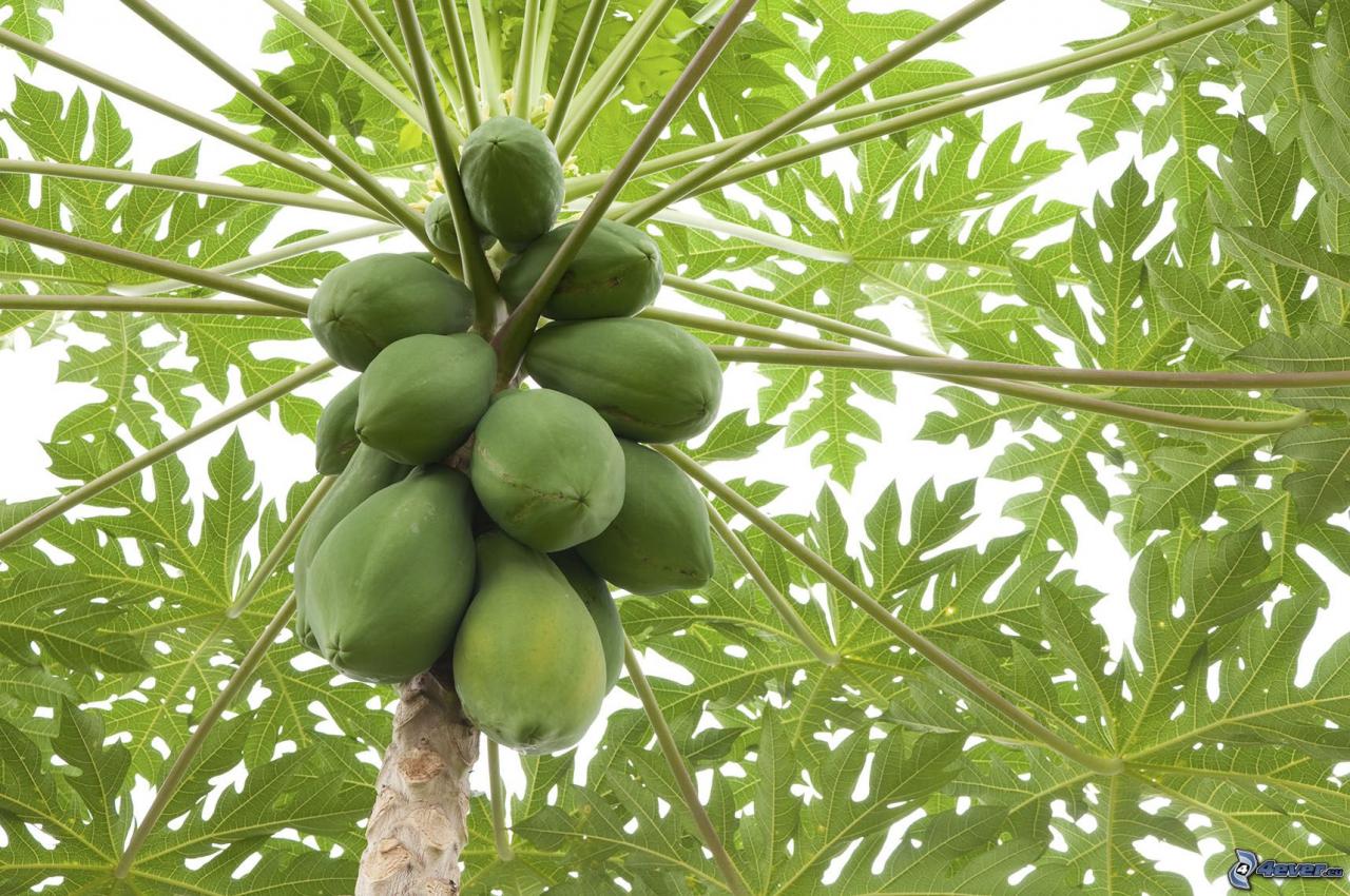 Discover the Health Benefits of Pawpaw Leaves Tea, A Nutritional Powerhouse Discover the Health Benefits of Pawpaw Leaves Tea, A Nutritional Powerhouse