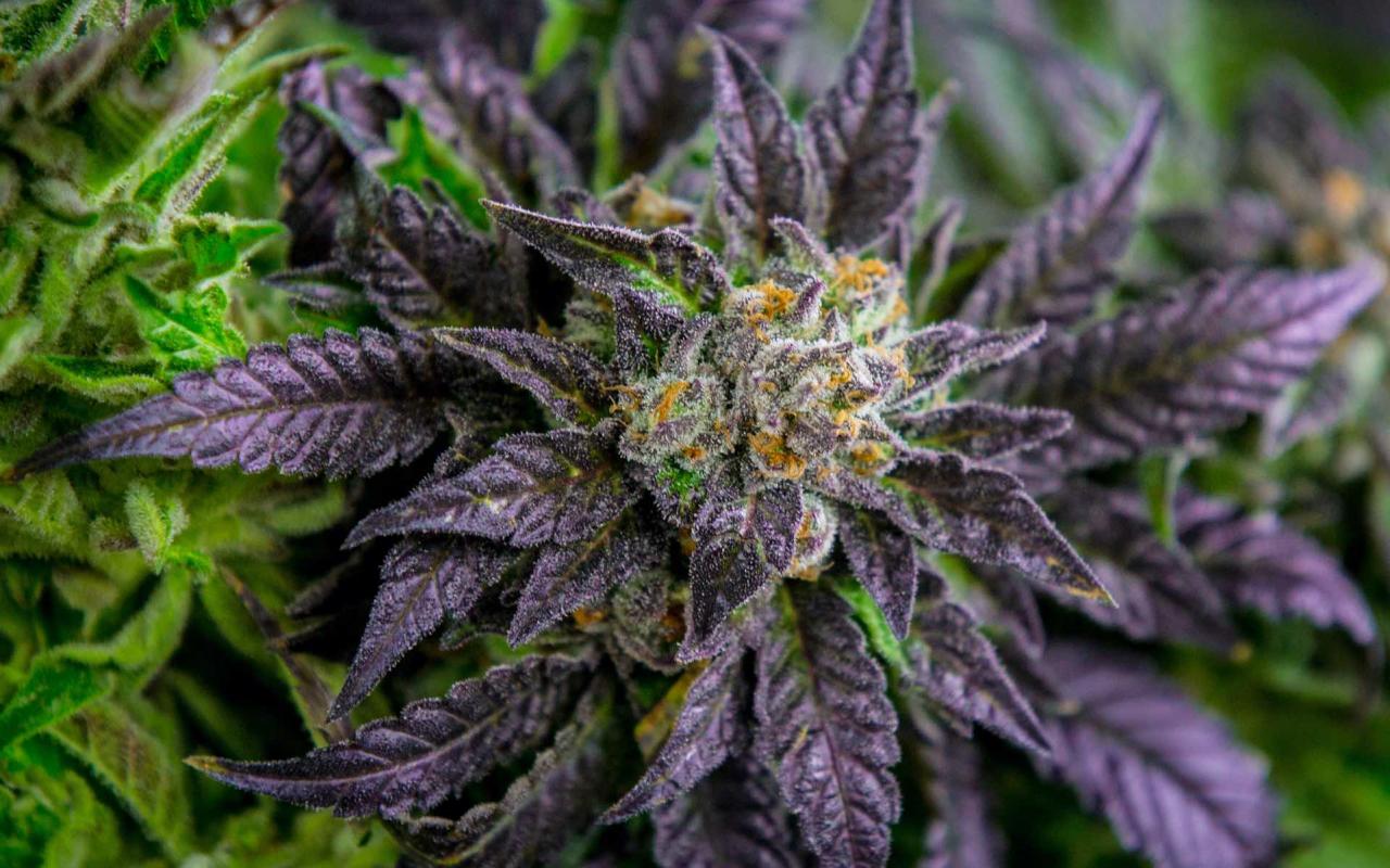 Discover the Surprising Benefits of Weed Leaves, Beyond the Buzz Discover the Surprising Benefits of Weed Leaves, Beyond the Buzz