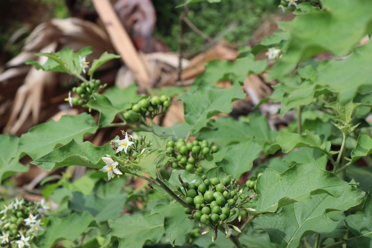 Unveiling the Wonders of Turkey Berry Leaves, A Healthful Elixir Unveiling the Wonders of Turkey Berry Leaves, A Healthful Elixir