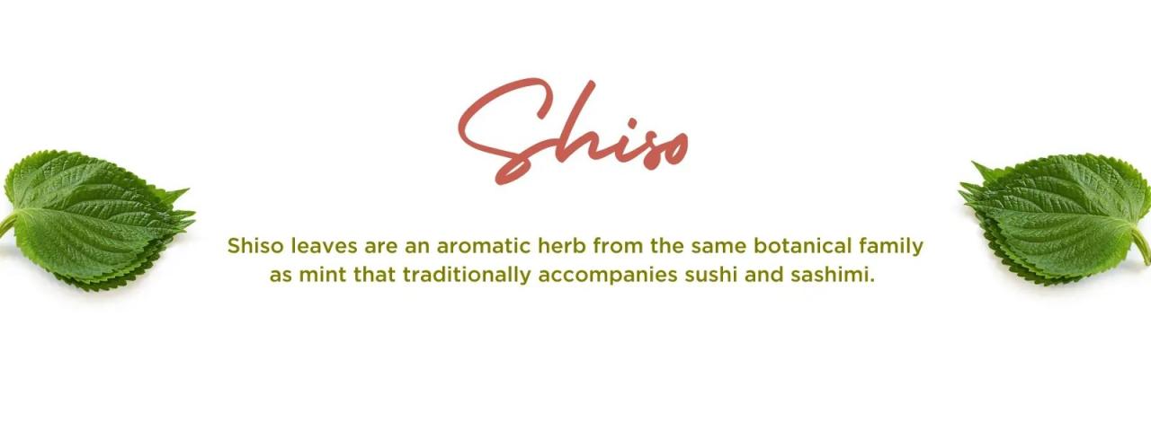 Unlocking the Health Benefits of Shiso Leaves, A Culinary and Medicinal Wonder Unlocking the Health Benefits of Shiso Leaves, A Culinary and Medicinal Wonder