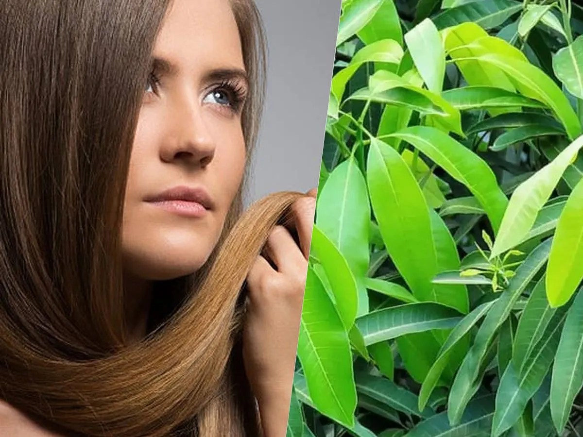 Unveiling the Wonders of Mango Leaves, A Comprehensive Guide to Their Benefits Unveiling the Wonders of Mango Leaves, A Comprehensive Guide to Their Benefits