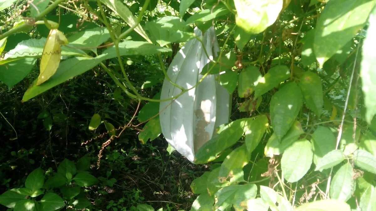 Health Benefits of Ugu Leaves, Unveiling the Nutritional Powerhouse