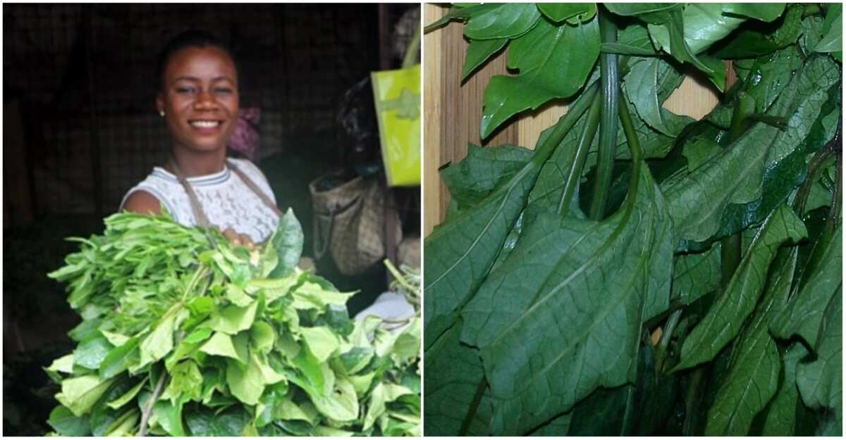 Health Benefits of Ugu Leaves, Unveiling the Nutritional Powerhouse