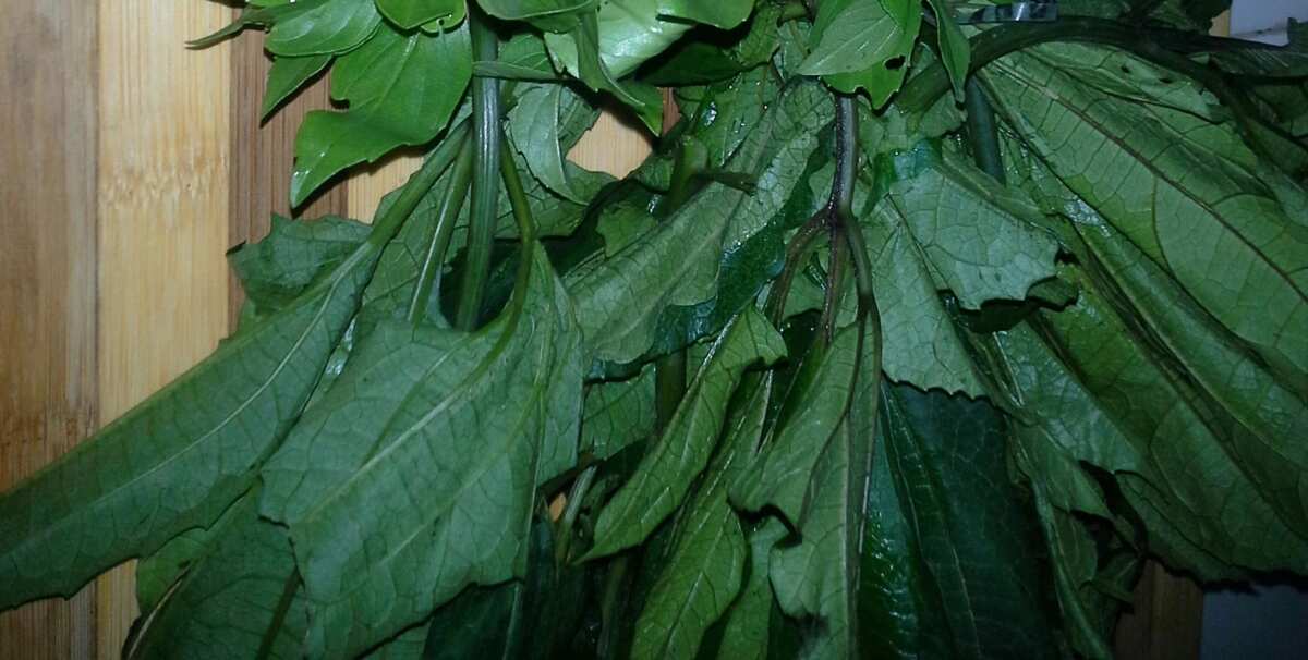 Health Benefits of Ugu Leaves, Unveiling the Nutritional Powerhouse
