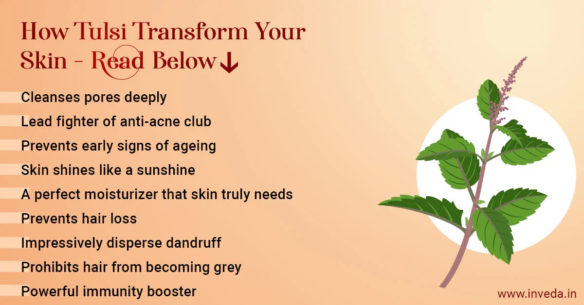 Benefits of Tulsi Leaves for Skin, A Holistic Guide to Glowing Complexion Benefits of Tulsi Leaves for Skin, A Holistic Guide to Glowing Complexion