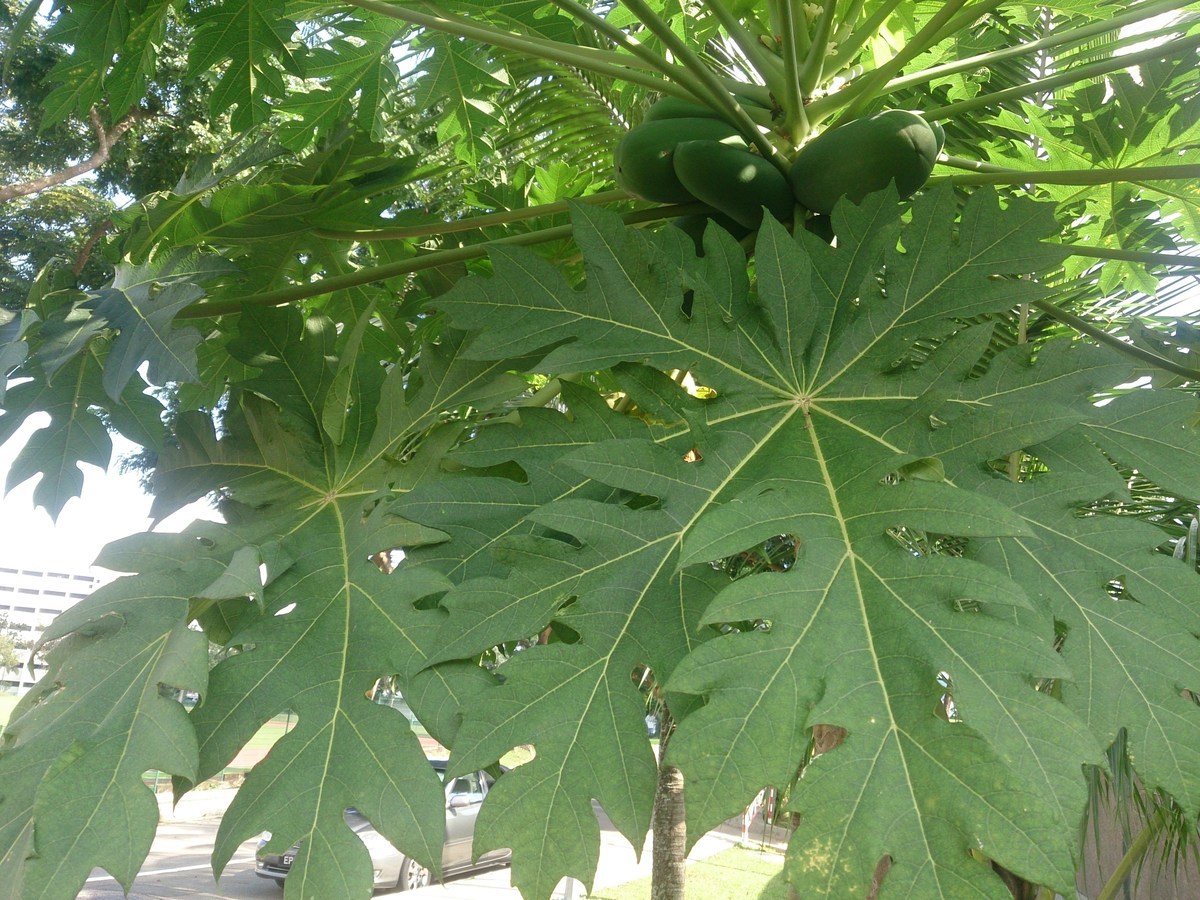 Unveiling the Remarkable Health Benefits of Pawpaw Leaves, A Comprehensive Guide Unveiling the Remarkable Health Benefits of Pawpaw Leaves, A Comprehensive Guide