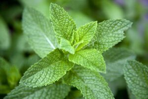 What are the Versatile Benefits of Mint Leaves?