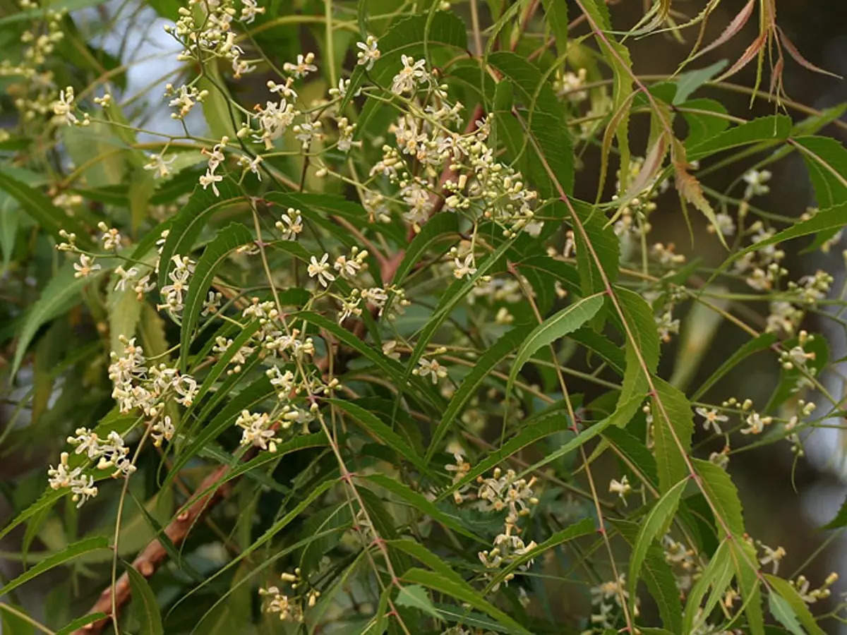 Beauty Benefits of Neem Leaves, Unveiling Natures Elixir Beauty Benefits of Neem Leaves, Unveiling Natures Elixir