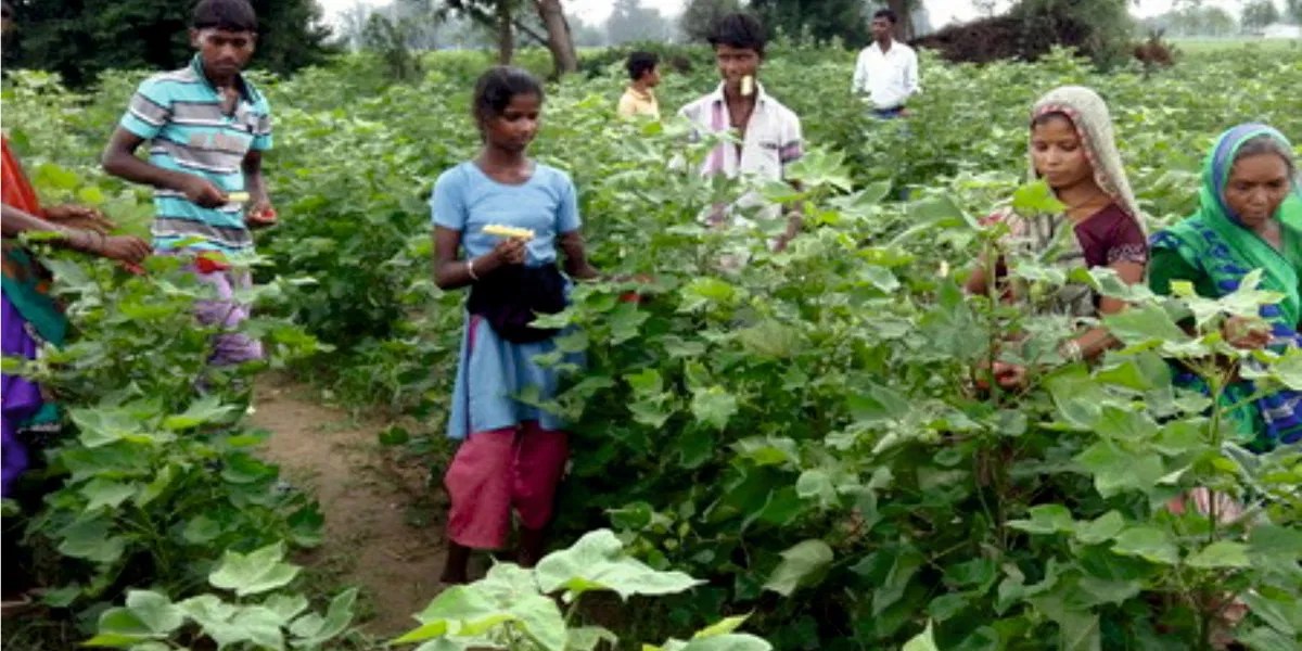 Benefits of Cotton Tree Leaves, Unveiling Natures Medicinal and Industrial Treasures Benefits of Cotton Tree Leaves, Unveiling Natures Medicinal and Industrial Treasures
